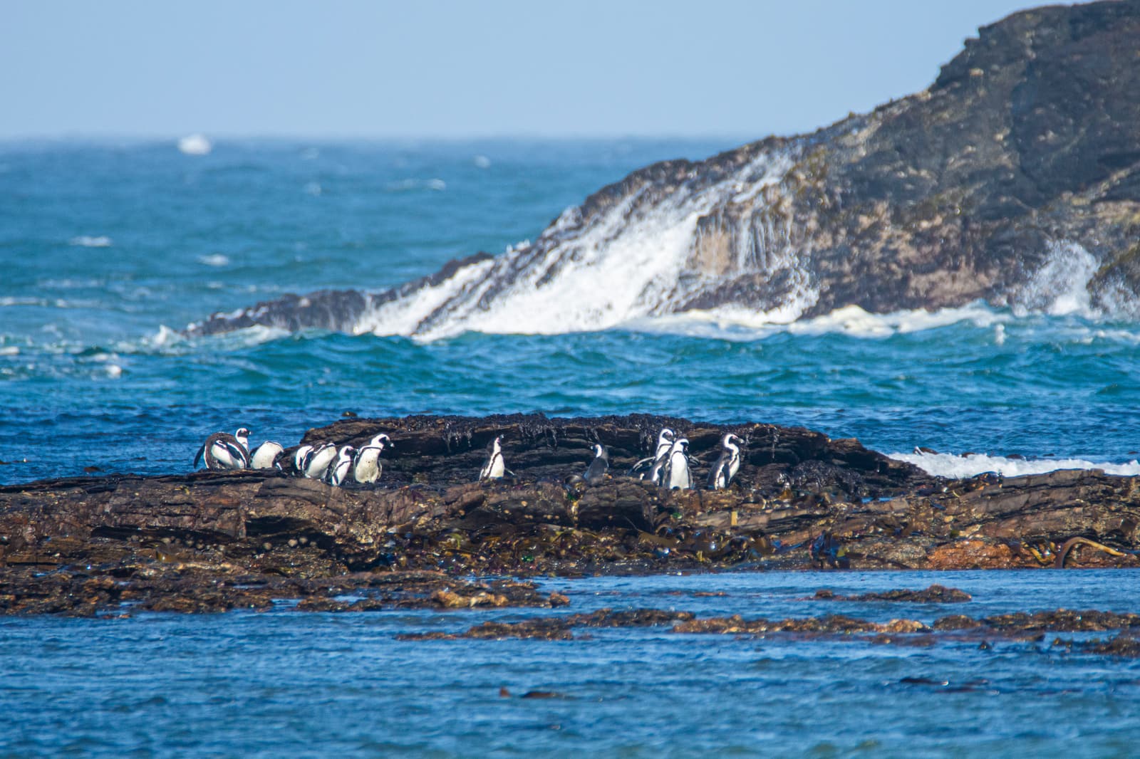 Brillenpinguine auf einem dunklen Felsen im Meer, dahinter Brandung an einer Felsinsel